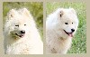  - Naissance Nov. 2024 Chiots samoyede LOF (type ours)