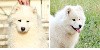  - Naissance samoyedes sept. 2023 (type ours)