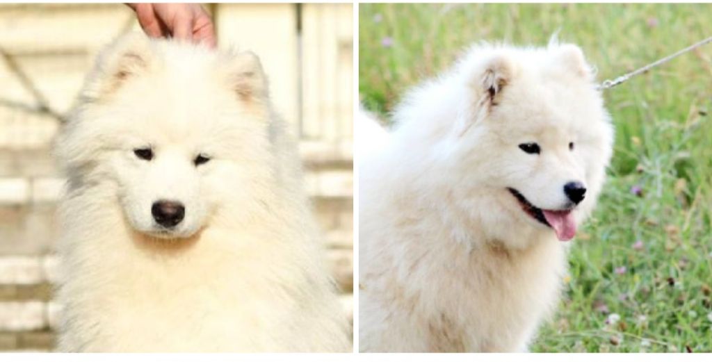Of Moonlight's Rhapsody - Naissance samoyedes sept. 2023 (type ours)
