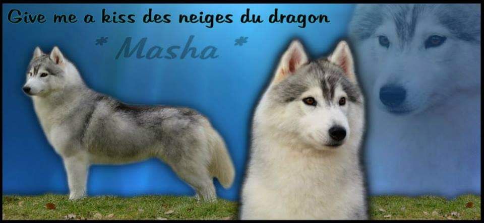 CH. Give me a kiss dite masha des neiges du dragon