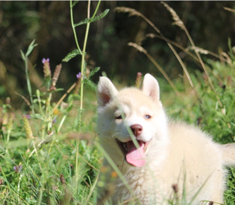 Of Moonlight's Rhapsody - Chiot disponible  - Siberian Husky