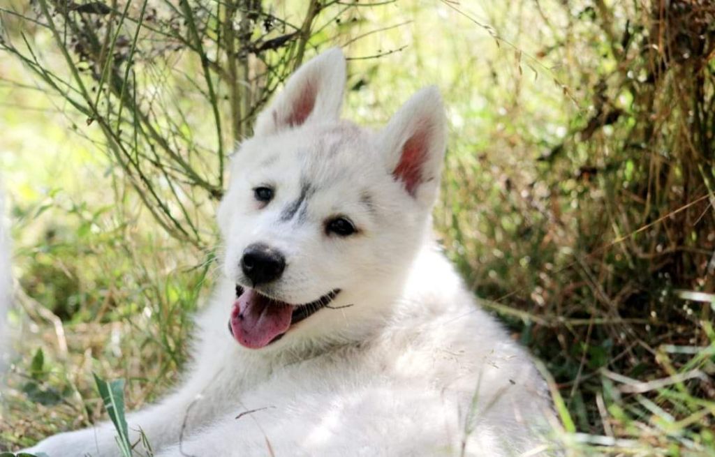 Of Moonlight's Rhapsody - Chiot disponible  - Siberian Husky