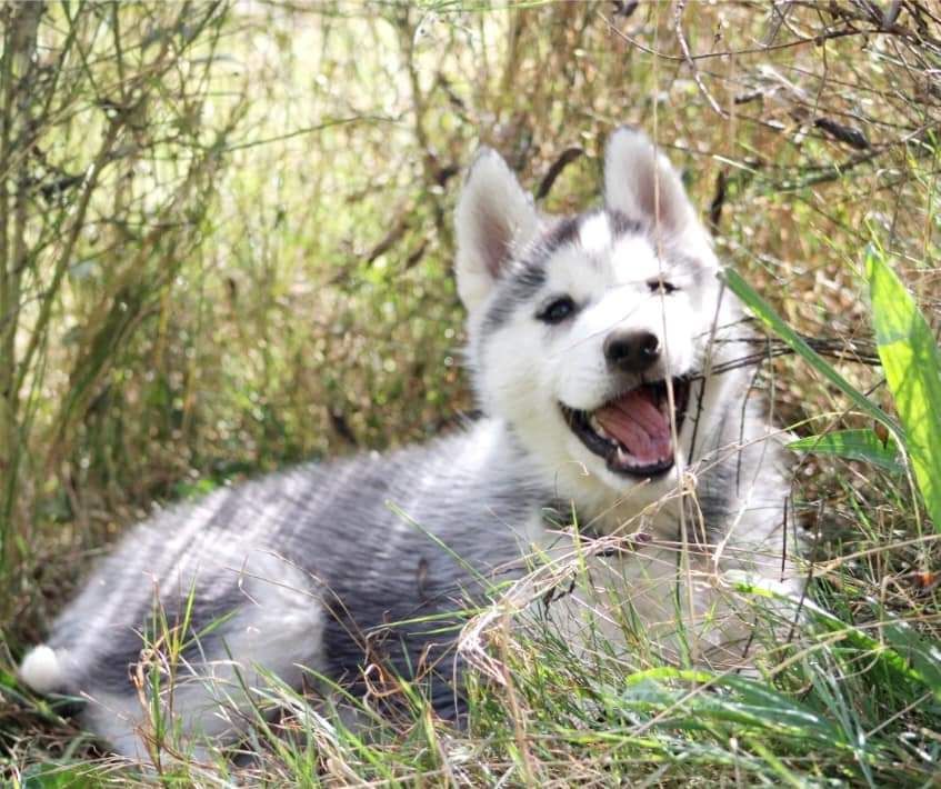 Of Moonlight's Rhapsody - Chiot disponible  - Siberian Husky