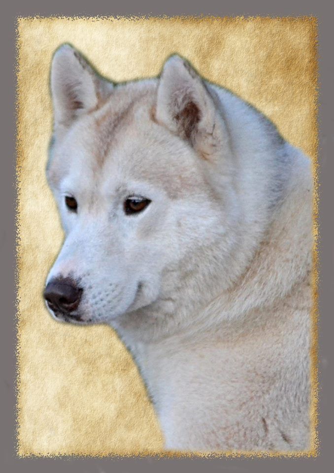 I was born a doomsday Of Moonlight's Rhapsody