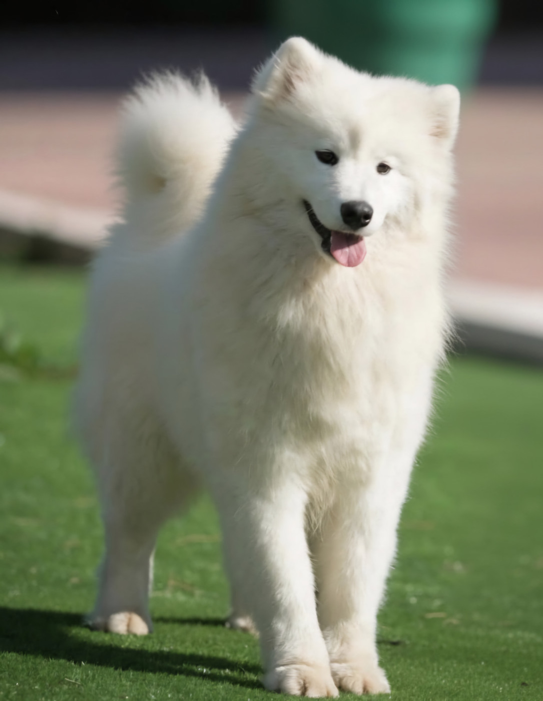 O'player's allblack laulala de Daybreak Northern