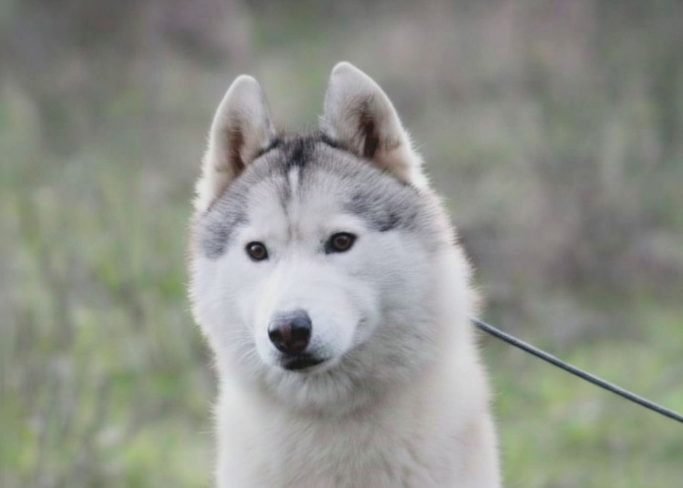 Petit coquelicot Of Moonlight's Rhapsody