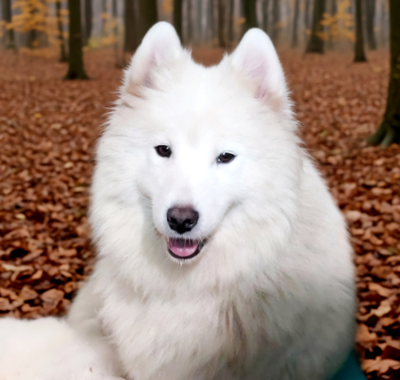 Unik and magnetic "Scandale" Of Moonlight's Rhapsody