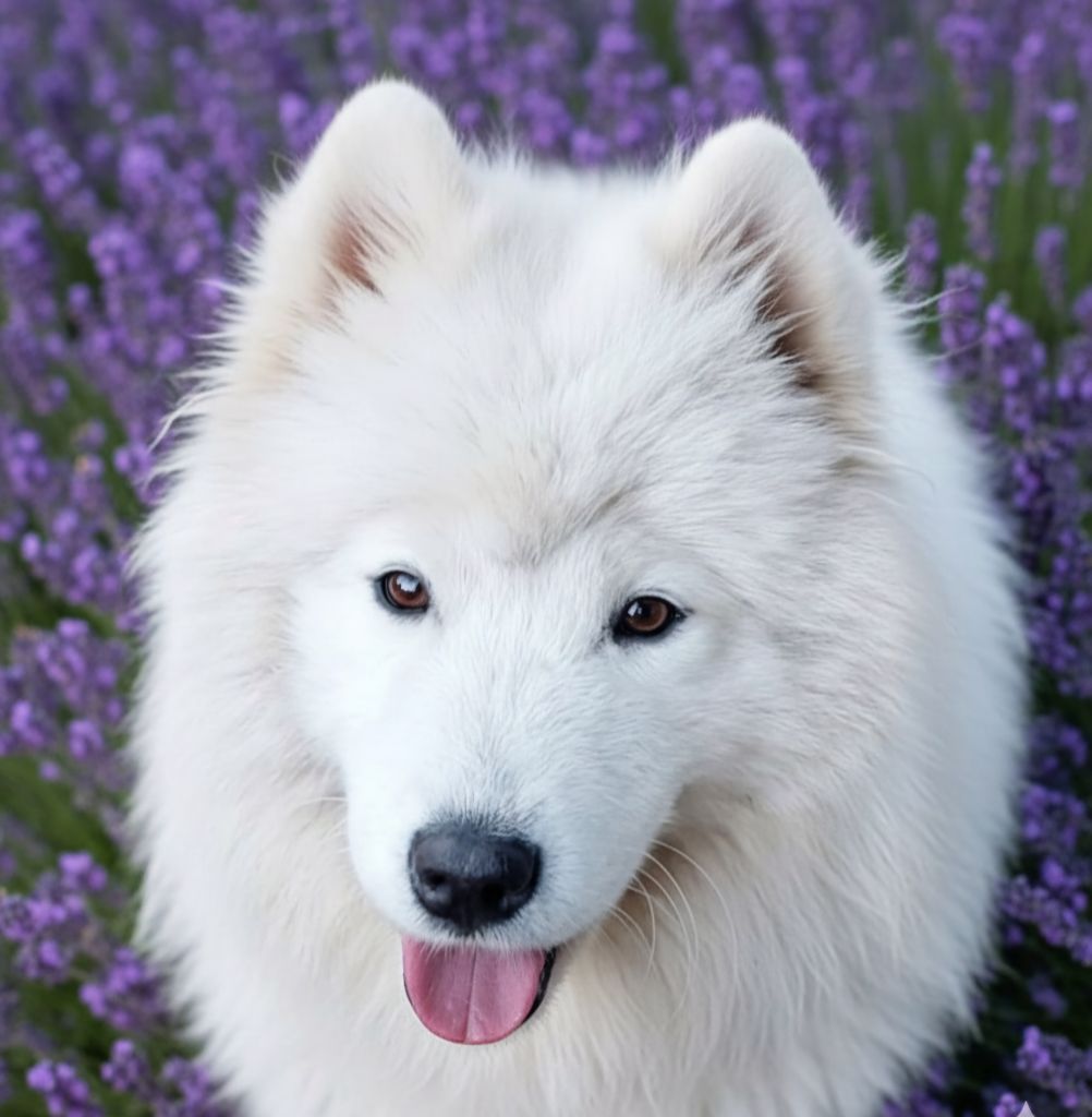 Unik and magnetic scandale Of Moonlight's Rhapsody