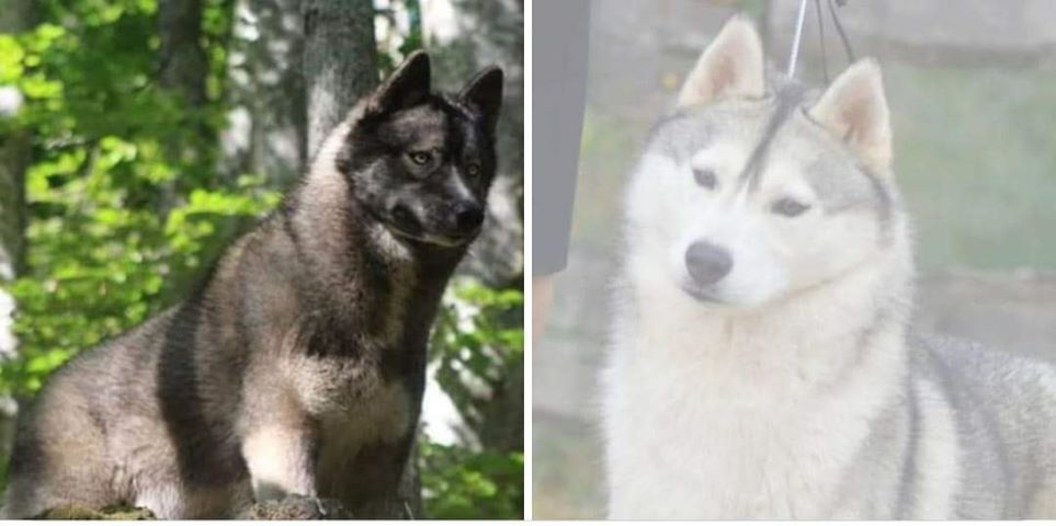 Of Moonlight's Rhapsody - Top huskys pedigree import