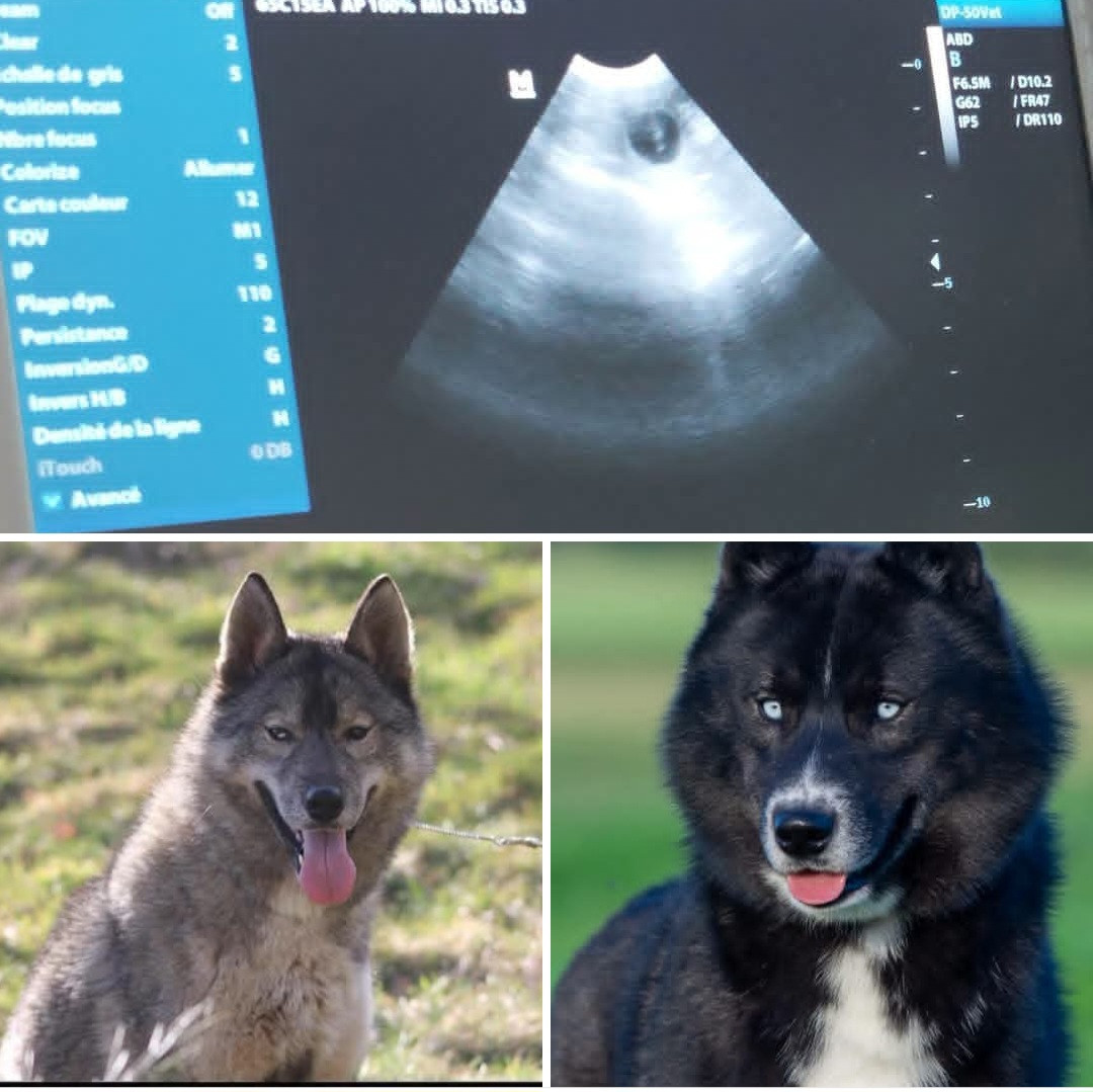 Naissance des bb de Saïan & Dark début novembre 2026