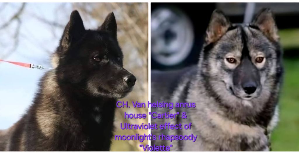 Of Moonlight's Rhapsody - Mariage de Violette et Cartier 2025 août/septembre 
