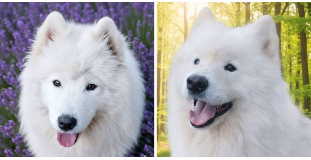 Mariage de Scandal & Bentley 2025  Naissance debut novembre 