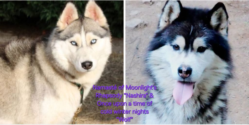 Mariage de Nashira et Wolf septembre 2025