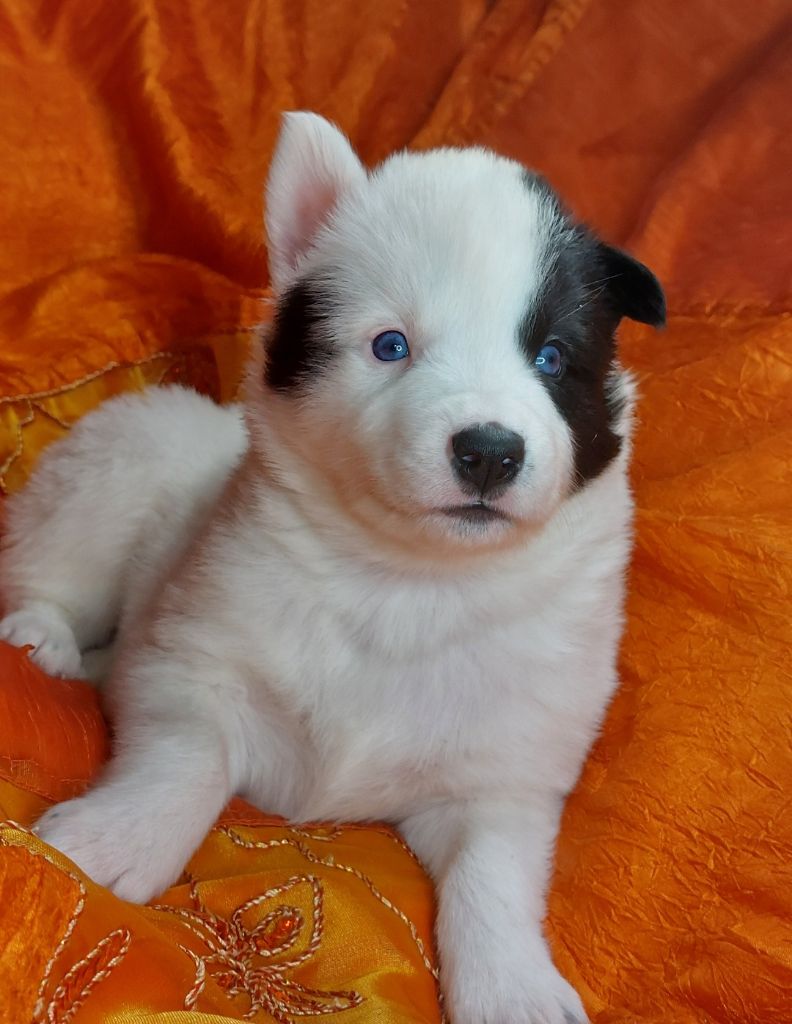 Of Moonlight's Rhapsody - Chiots disponibles - Laika de iakoutie