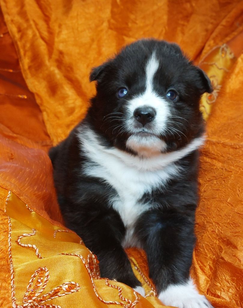 Of Moonlight's Rhapsody - Chiots disponibles - Laika de iakoutie