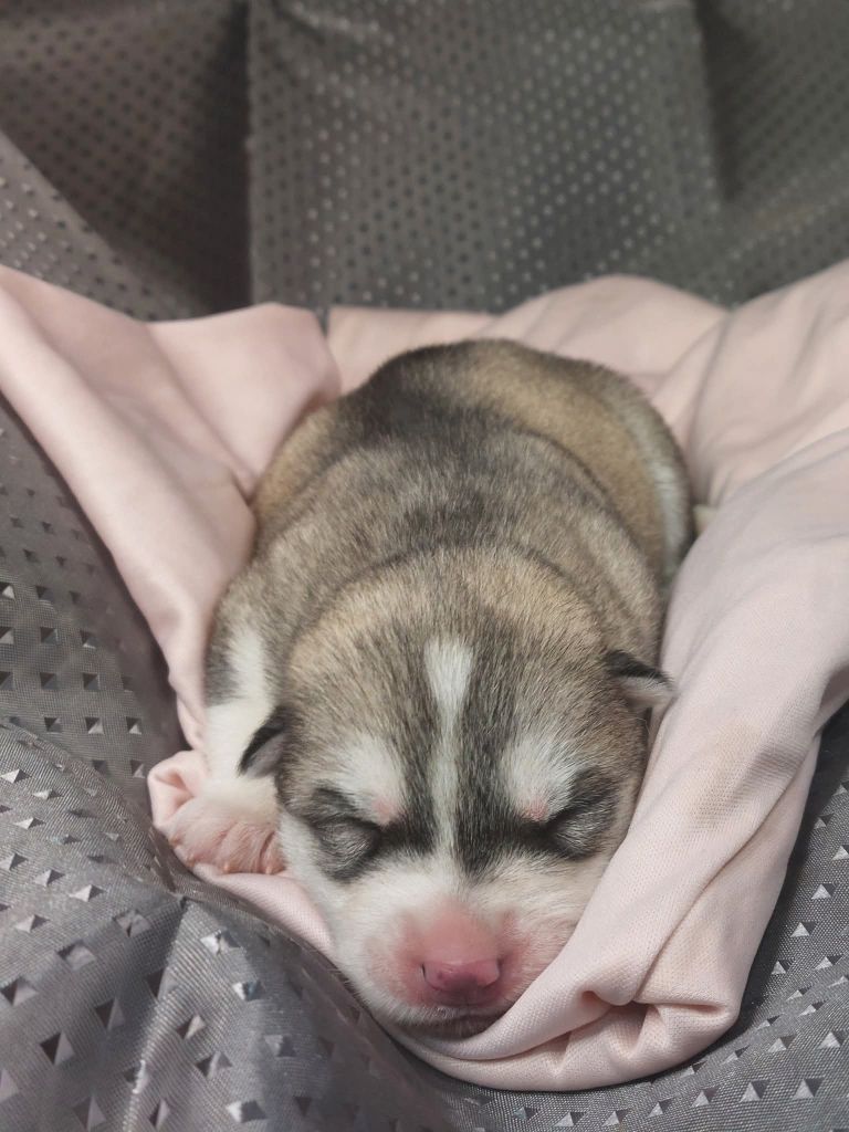 Of Moonlight's Rhapsody - Chiots disponibles - Siberian Husky