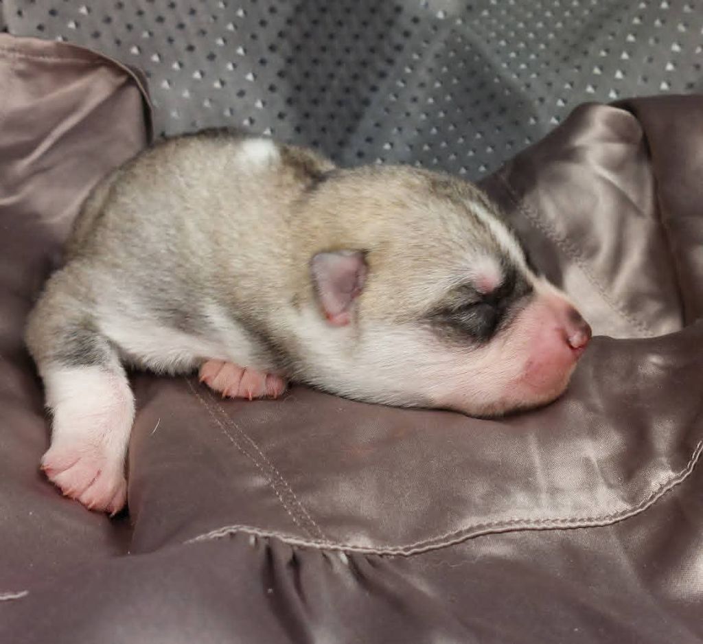 Of Moonlight's Rhapsody - Chiots disponibles - Siberian Husky