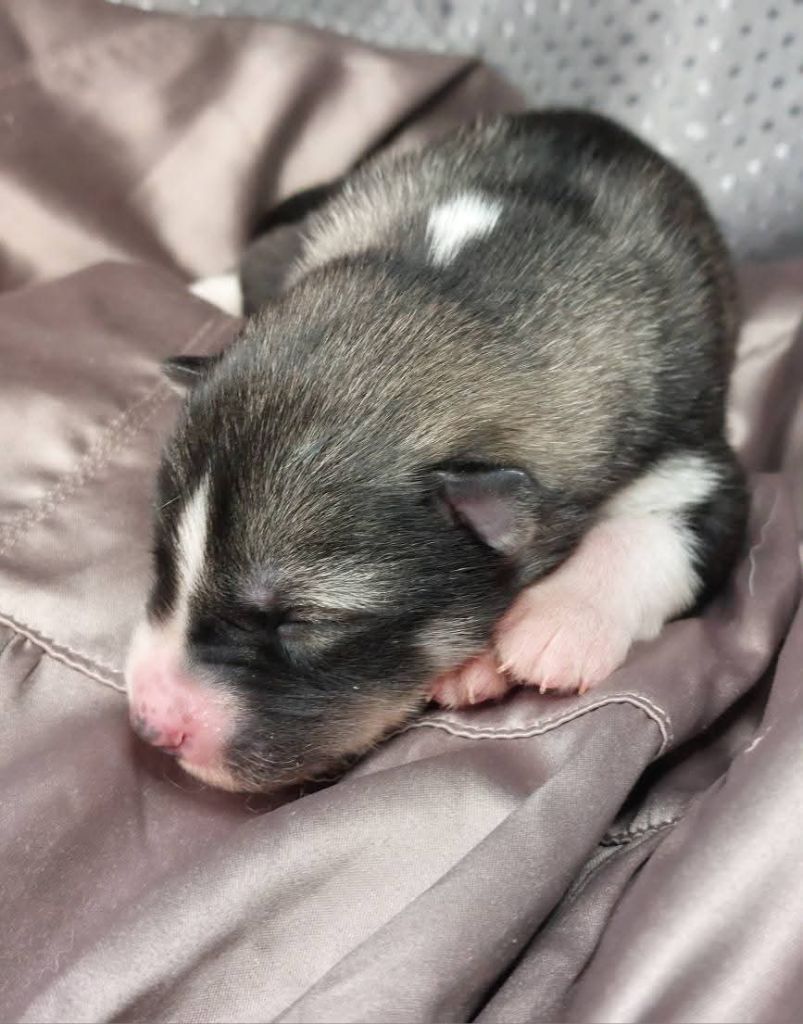 Of Moonlight's Rhapsody - Chiots disponibles - Siberian Husky