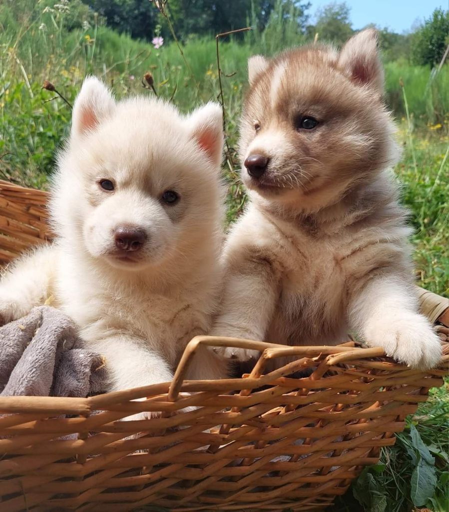 Chiot Siberian Husky Of Moonlight's Rhapsody