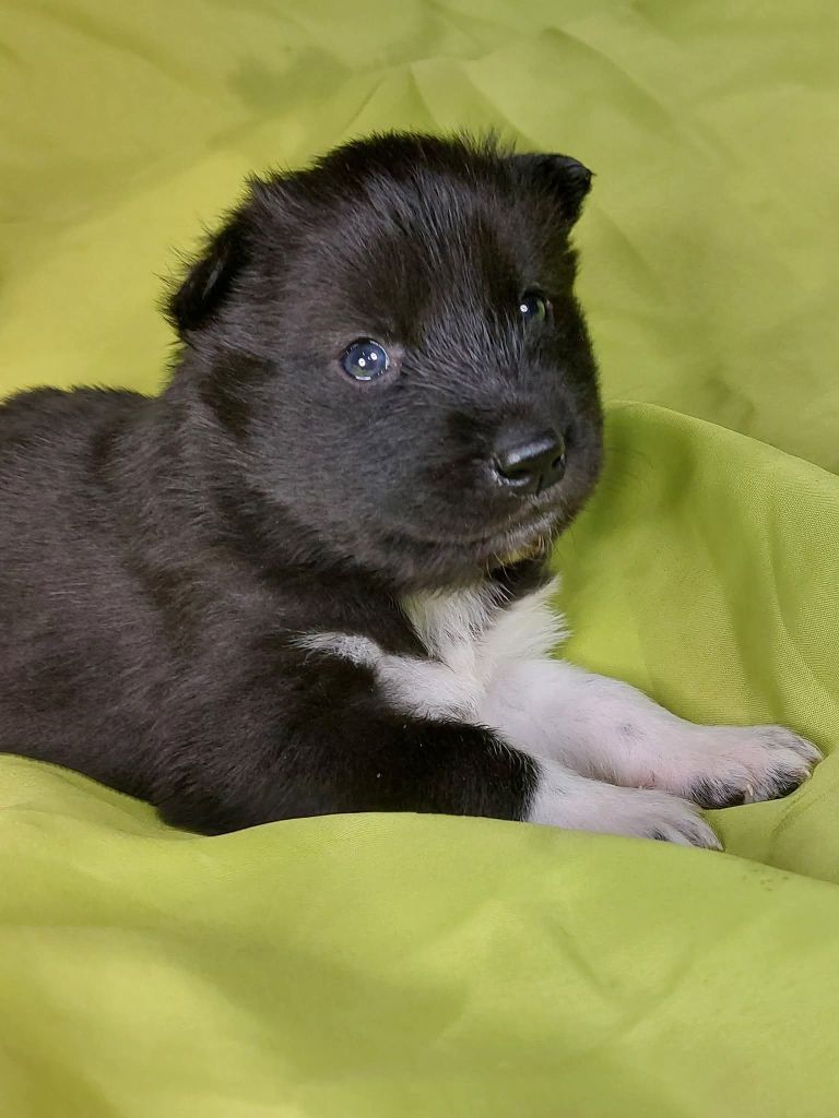 Of Moonlight's Rhapsody - Chiots disponibles - Siberian Husky