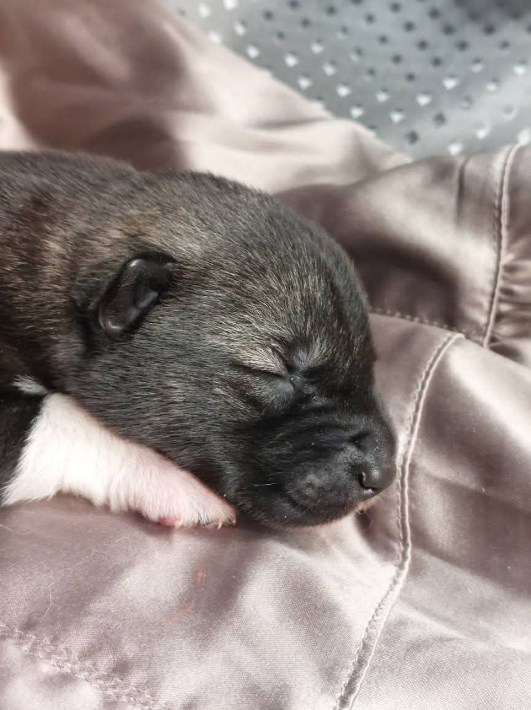 Of Moonlight's Rhapsody - Chiots disponibles - Siberian Husky