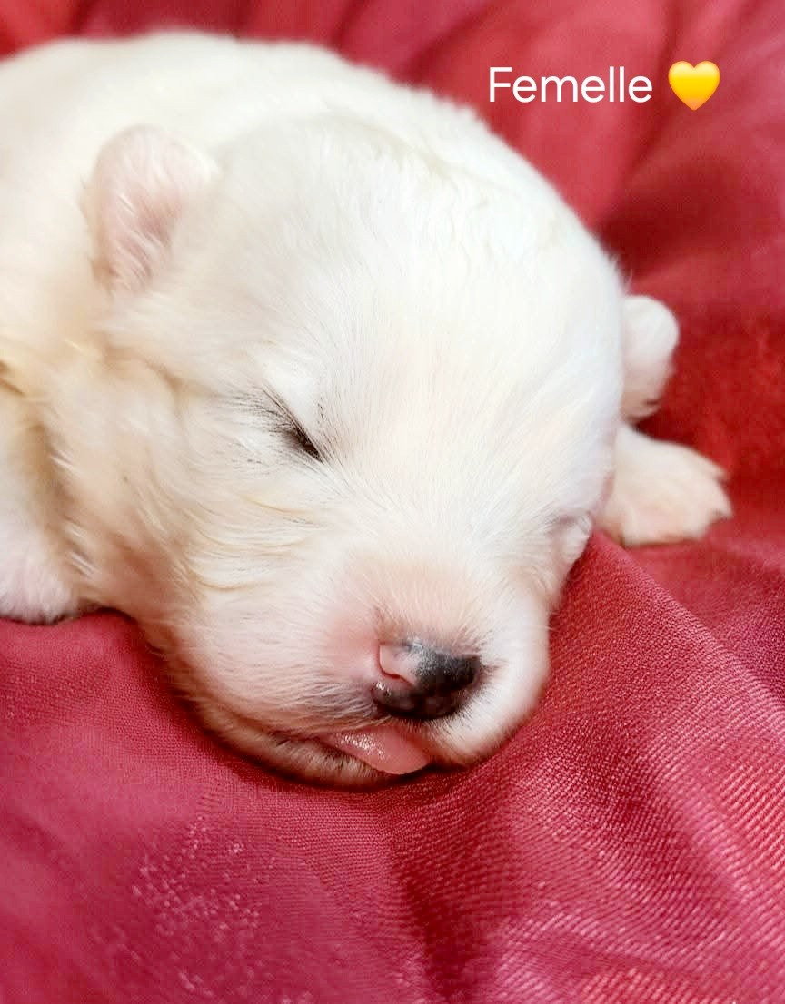 Of Moonlight's Rhapsody - Chiots disponibles - Samoyède