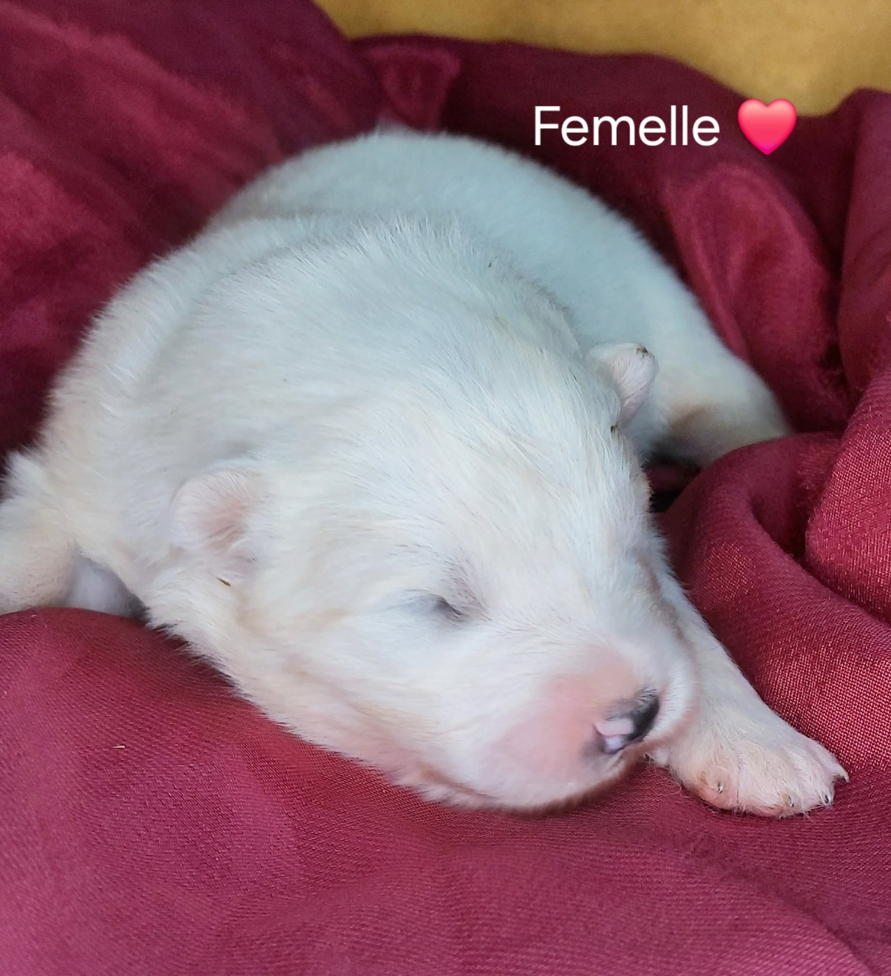 Of Moonlight's Rhapsody - Chiots disponibles - Samoyède