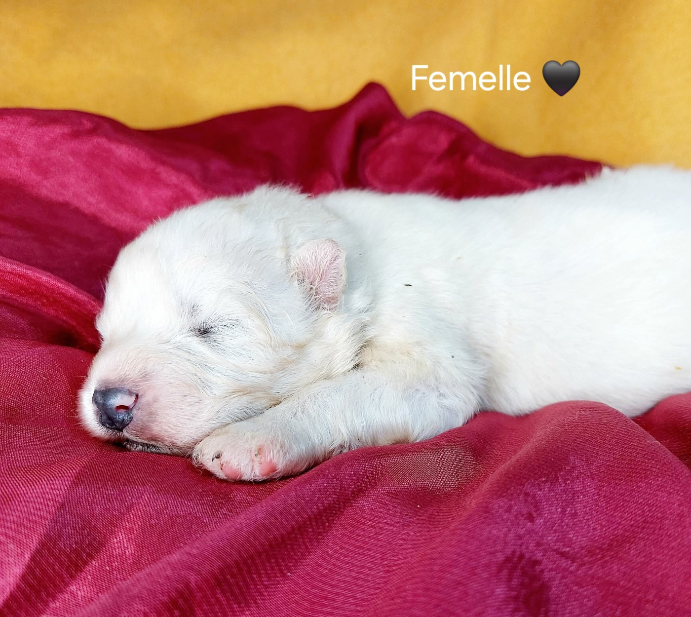 Of Moonlight's Rhapsody - Chiots disponibles - Samoyède