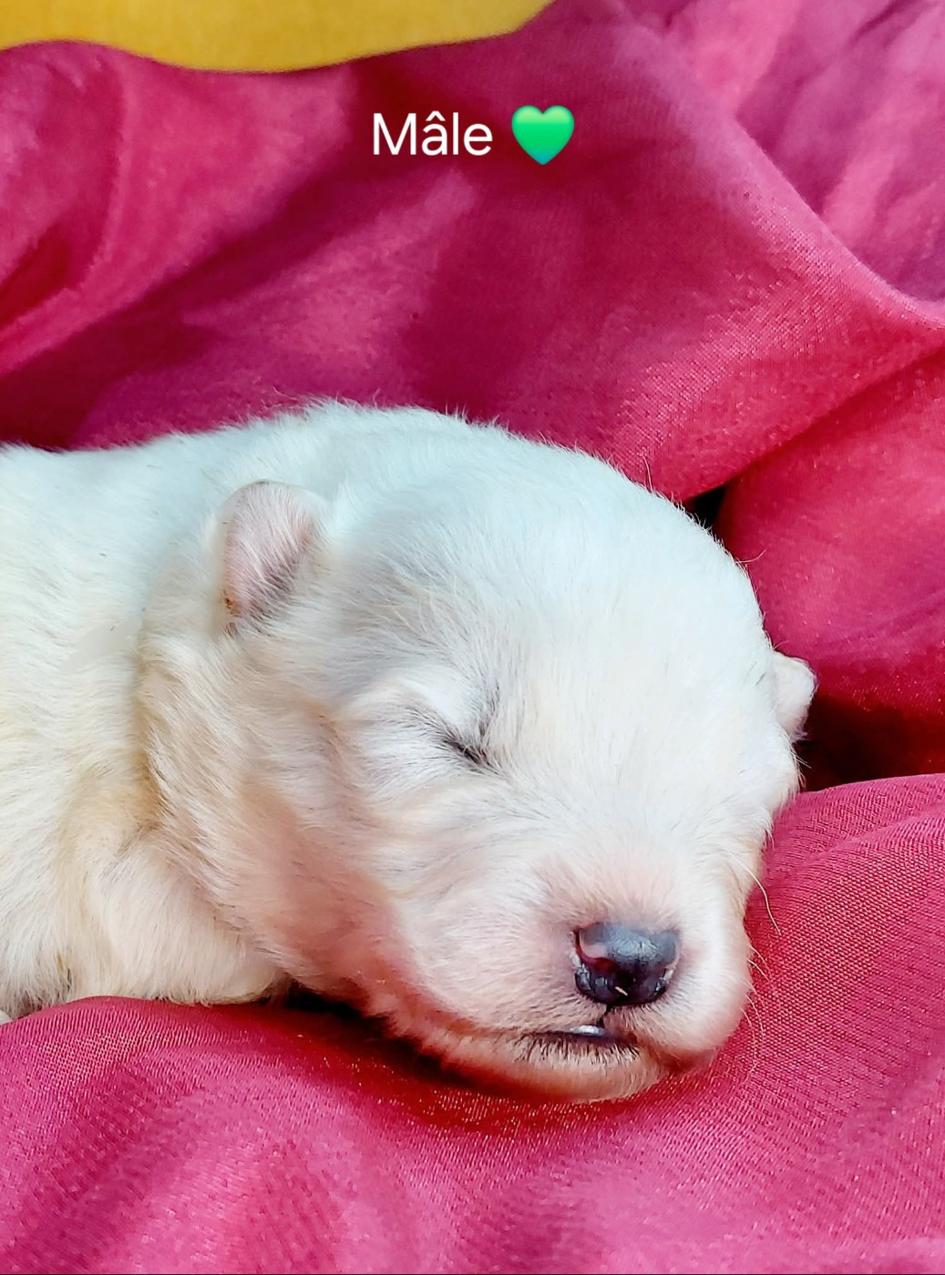 Of Moonlight's Rhapsody - Chiots disponibles - Samoyède