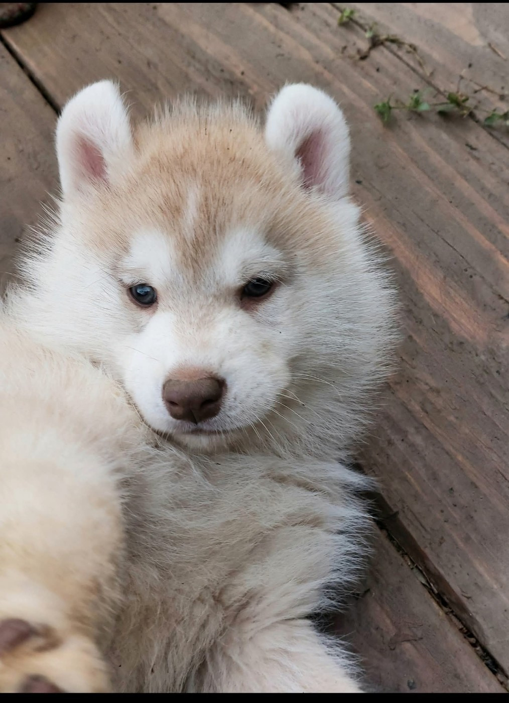 Of Moonlight's Rhapsody - Chiots disponibles - Siberian Husky