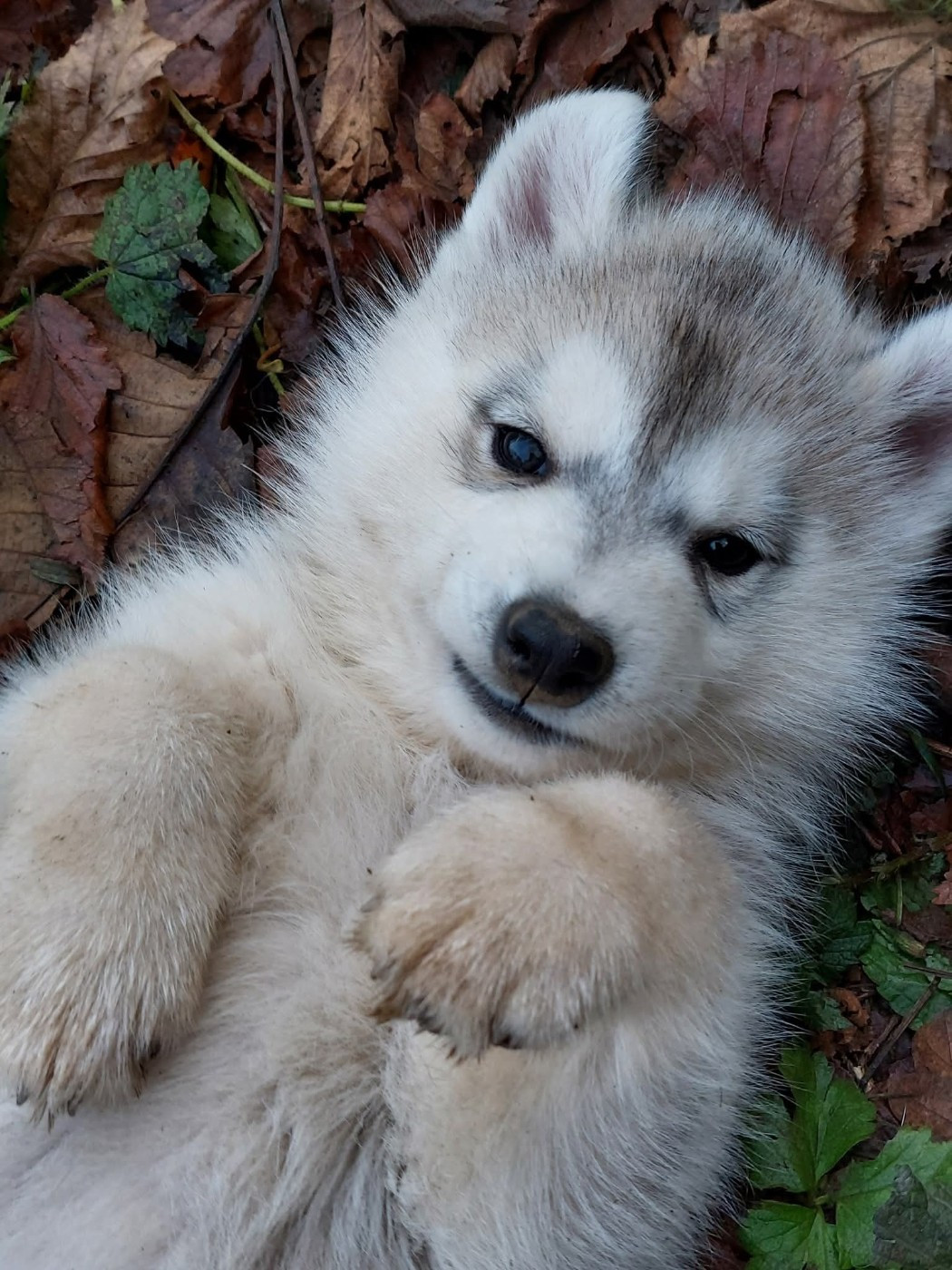 Of Moonlight's Rhapsody - Chiots disponibles - Siberian Husky