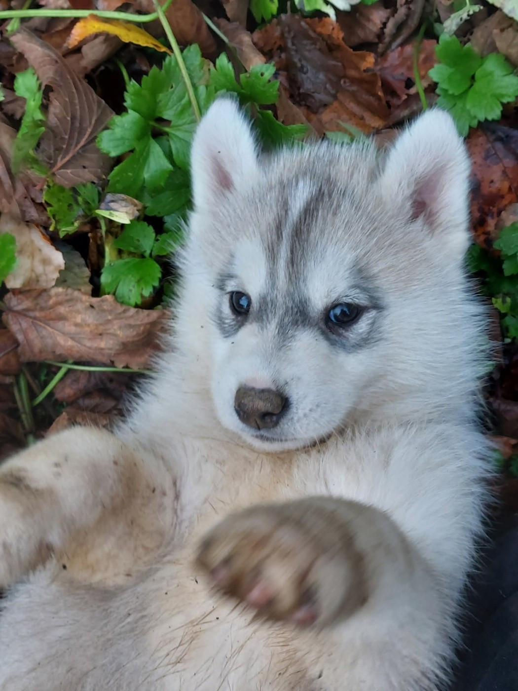 Of Moonlight's Rhapsody - Chiots disponibles - Siberian Husky