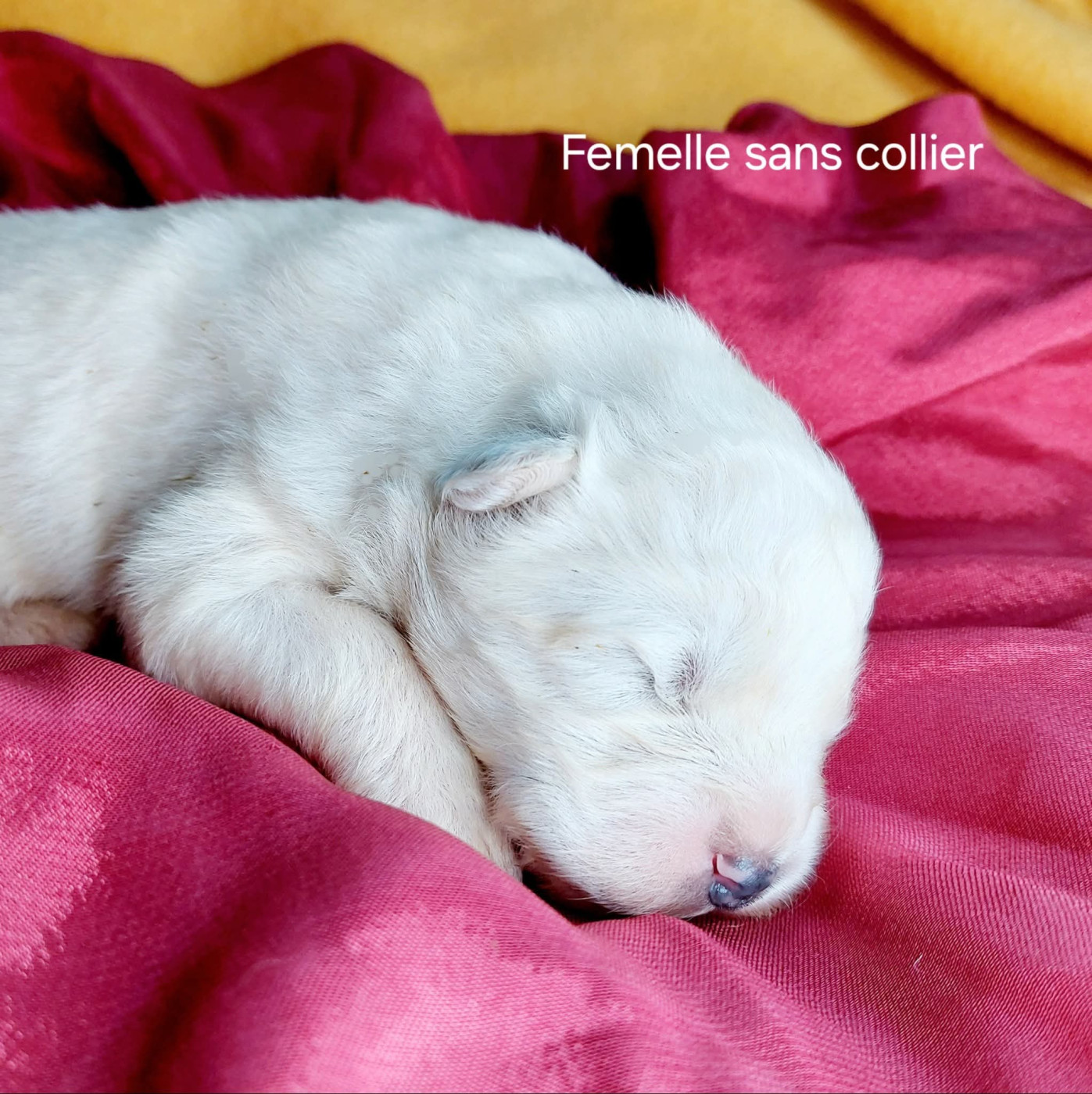 Of Moonlight's Rhapsody - Chiots disponibles - Samoyède