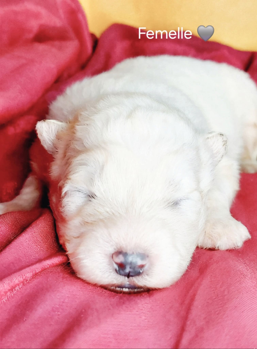 Of Moonlight's Rhapsody - Chiots disponibles - Samoyède