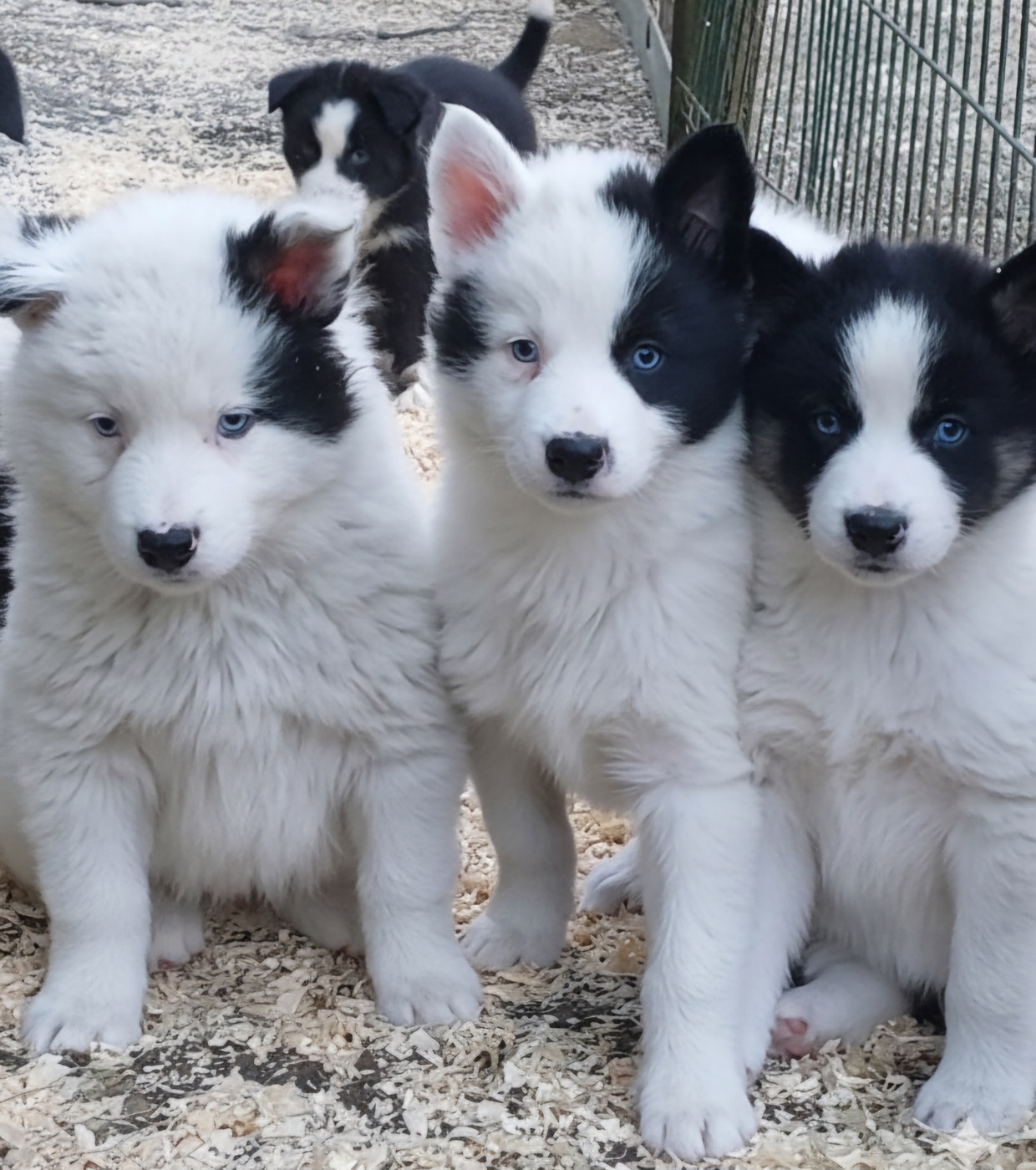 Of Moonlight's Rhapsody - Chiots disponibles - Laika de iakoutie