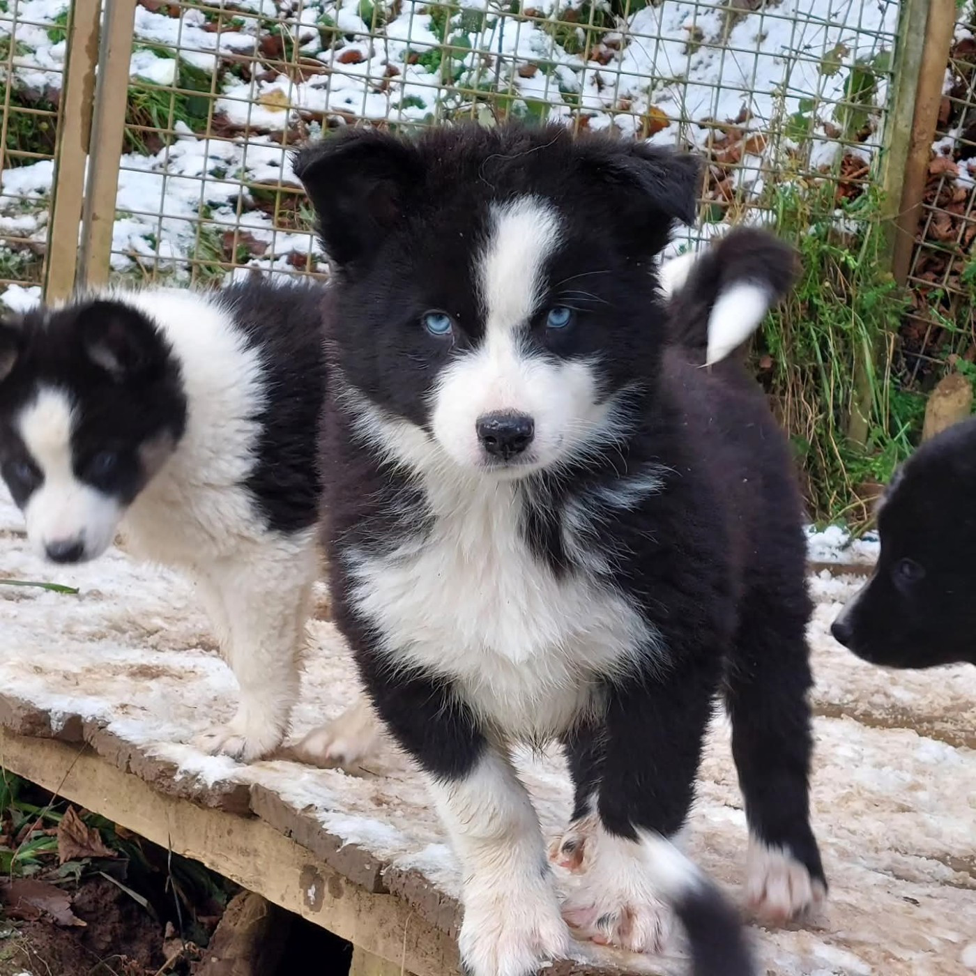 Of Moonlight's Rhapsody - Chiots disponibles - Laika de iakoutie