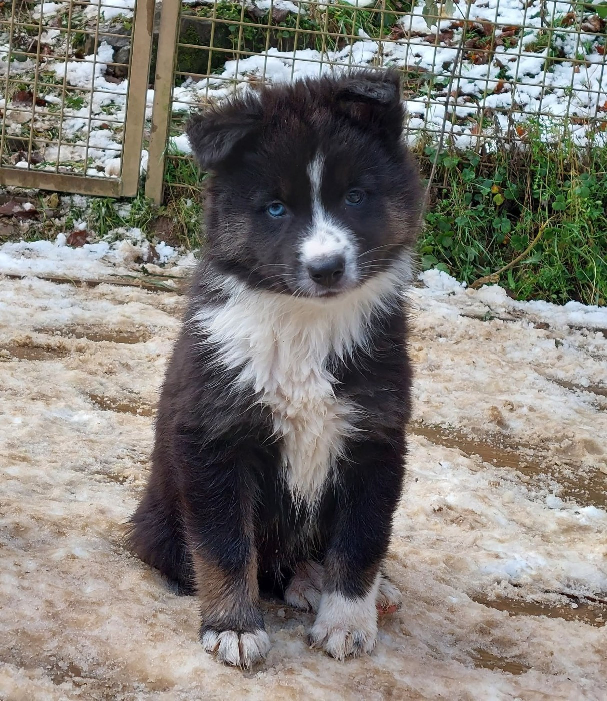 Of Moonlight's Rhapsody - Chiots disponibles - Laika de iakoutie