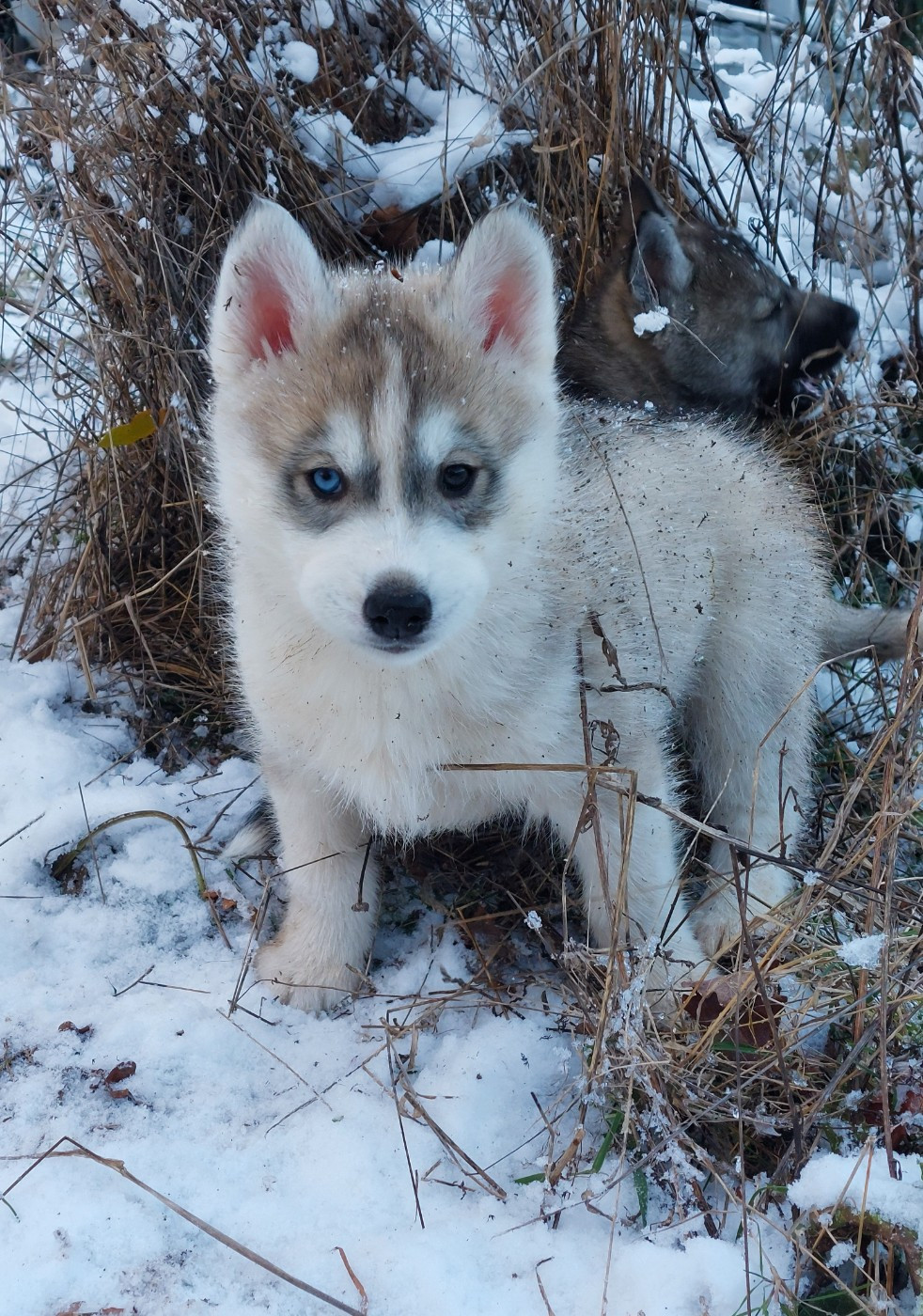 Of Moonlight's Rhapsody - Chiots disponibles - Siberian Husky