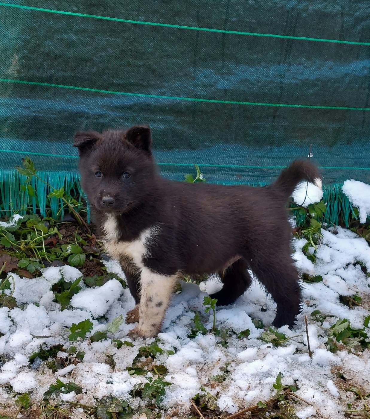 Of Moonlight's Rhapsody - Chiots disponibles - Siberian Husky