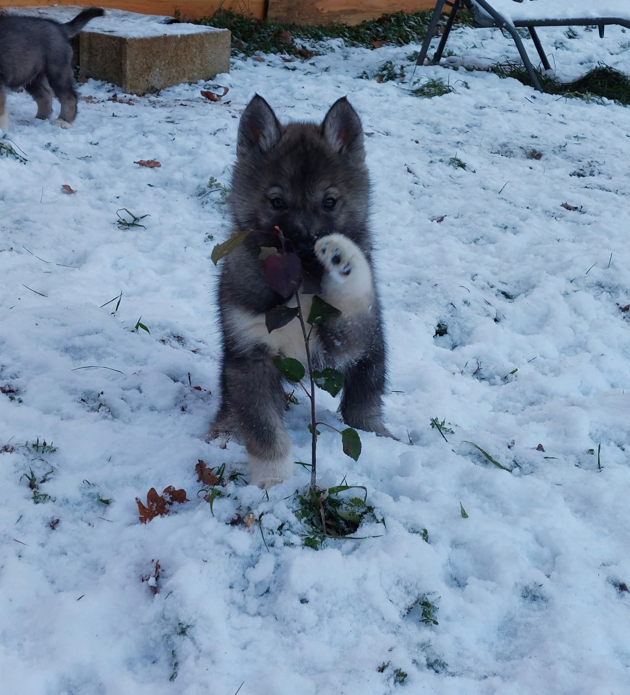 Of Moonlight's Rhapsody - Chiots disponibles - Siberian Husky