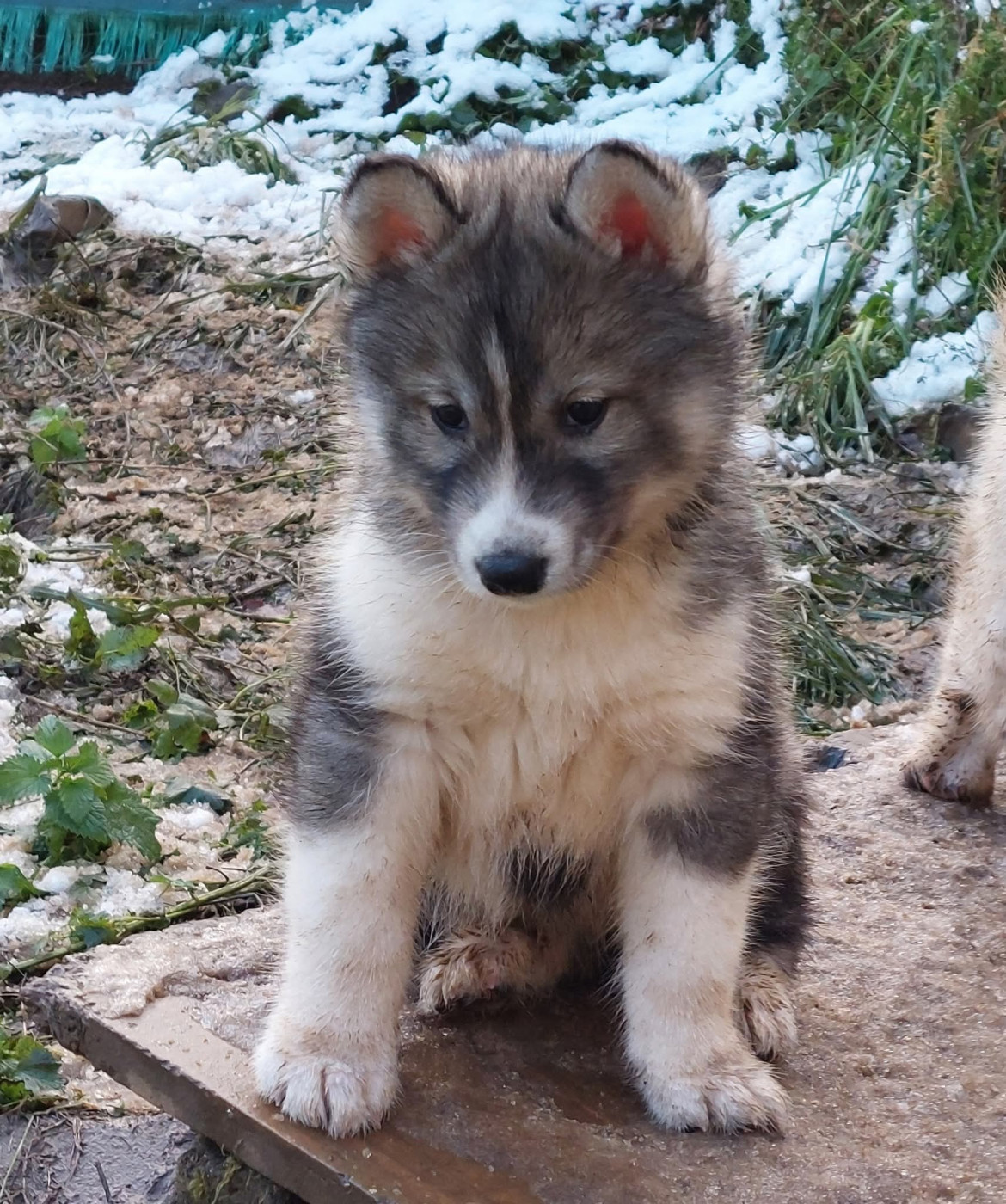 Of Moonlight's Rhapsody - Chiots disponibles - Siberian Husky