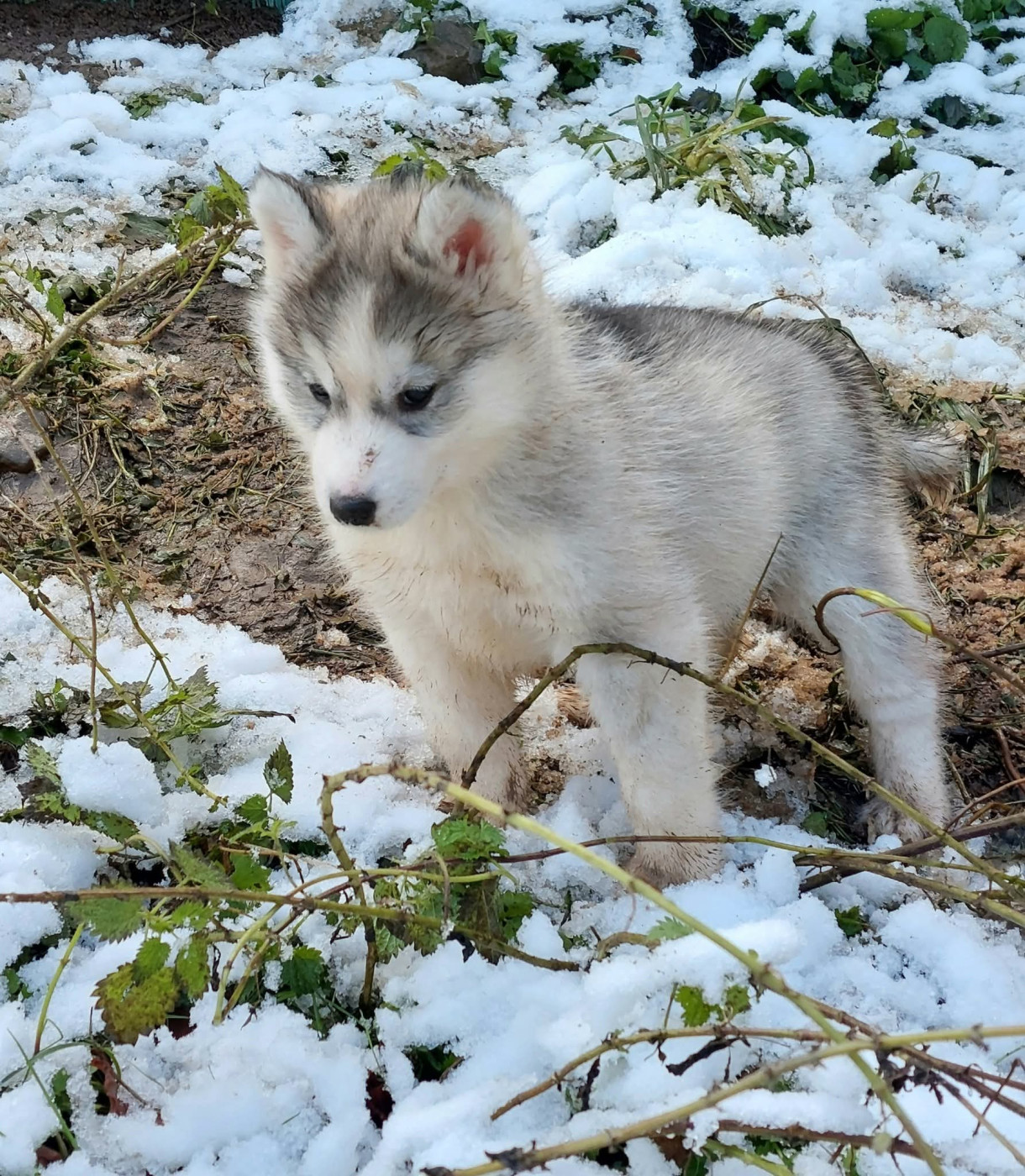 Of Moonlight's Rhapsody - Chiots disponibles - Siberian Husky