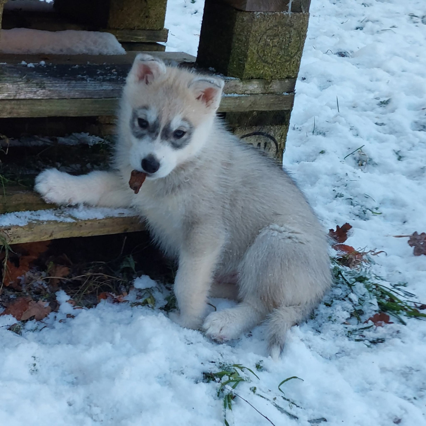 Of Moonlight's Rhapsody - Chiots disponibles - Siberian Husky