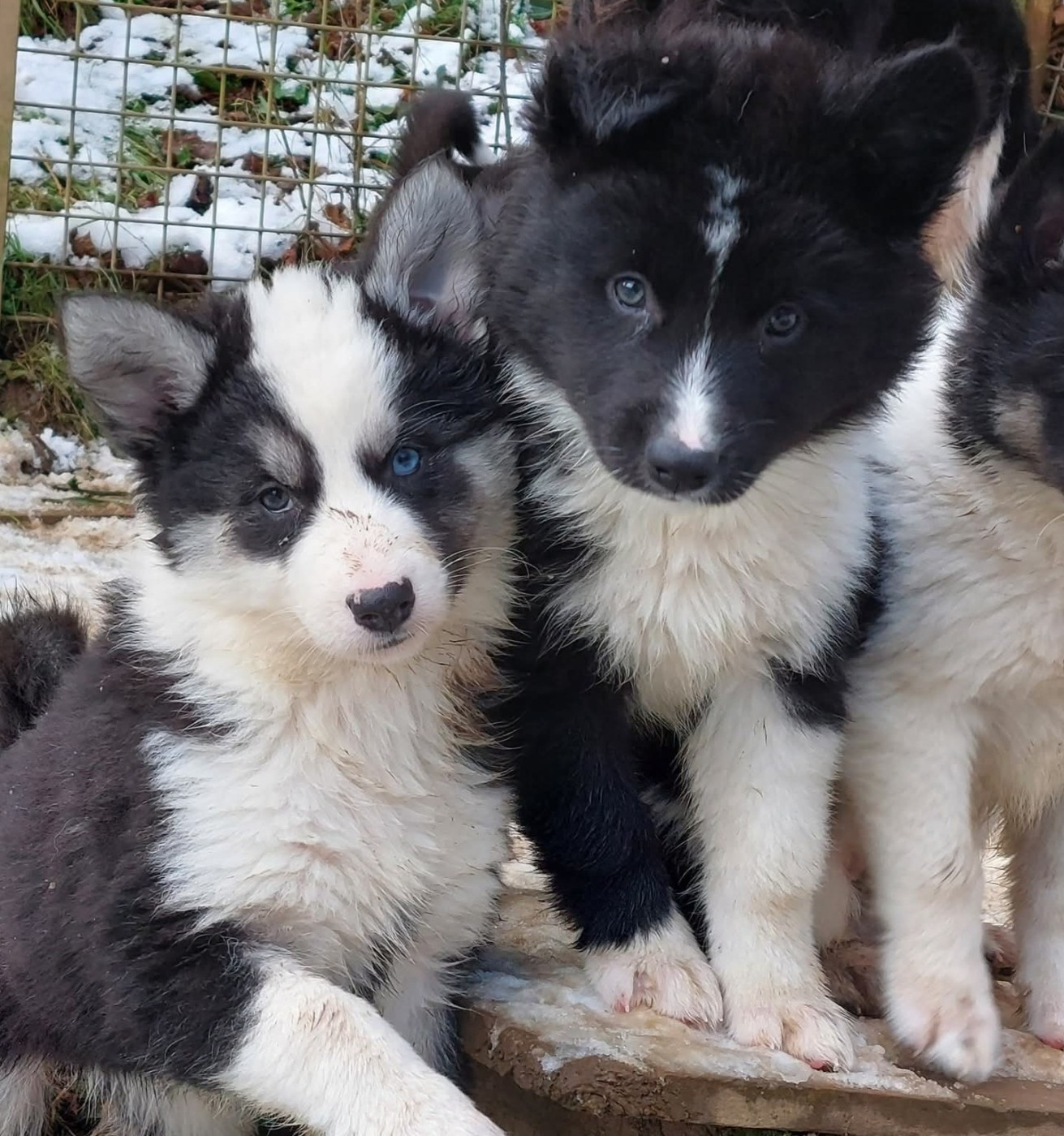 Of Moonlight's Rhapsody - Chiots disponibles - Laika de iakoutie