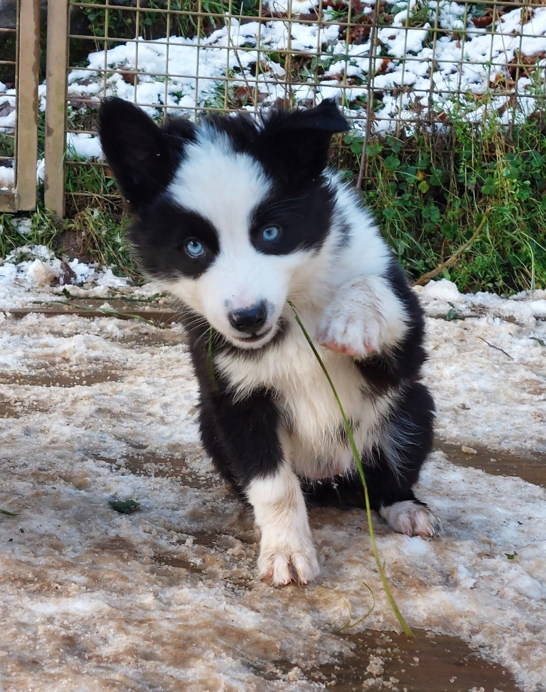 Of Moonlight's Rhapsody - Chiots disponibles - Laika de iakoutie