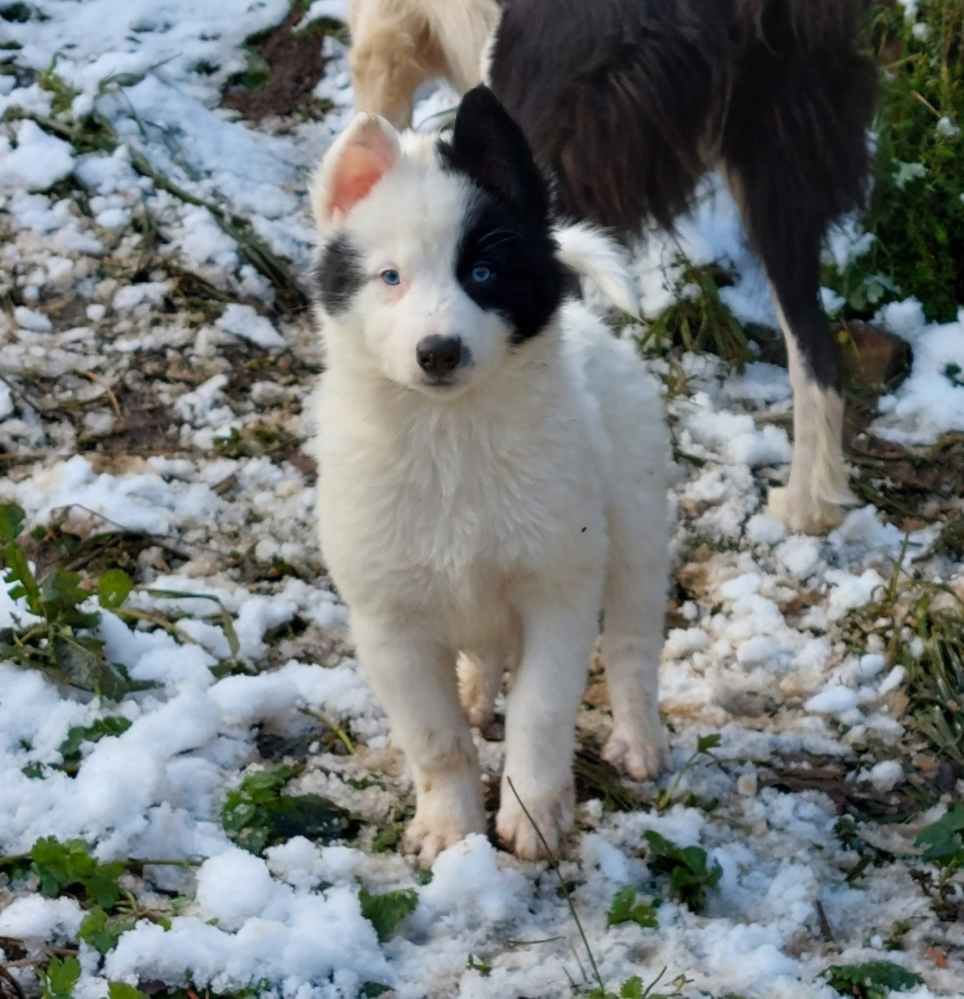 Of Moonlight's Rhapsody - Chiots disponibles - Laika de iakoutie