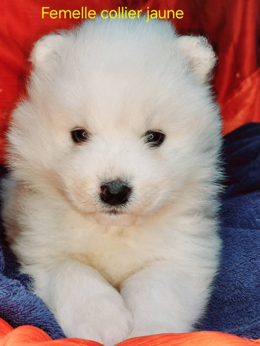 Of Moonlight's Rhapsody - Chiots disponibles - Samoyède