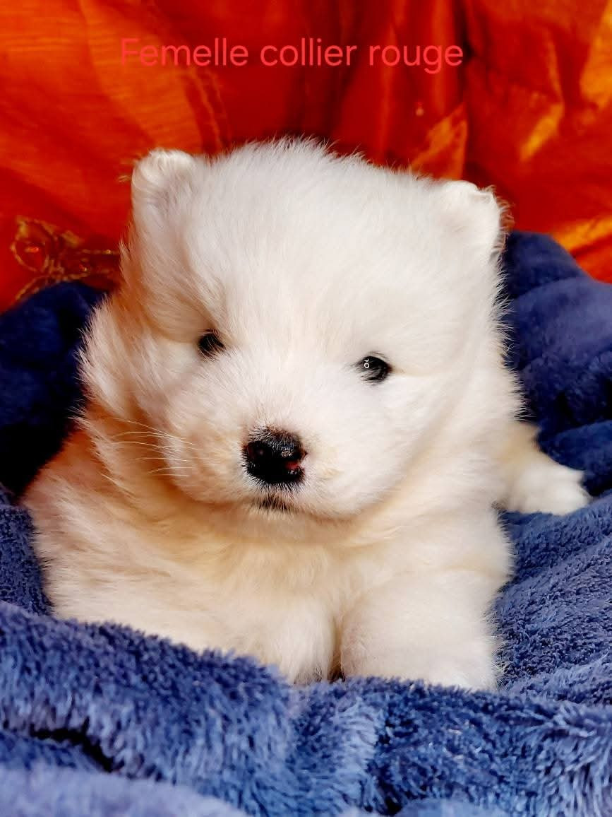 Of Moonlight's Rhapsody - Chiots disponibles - Samoyède