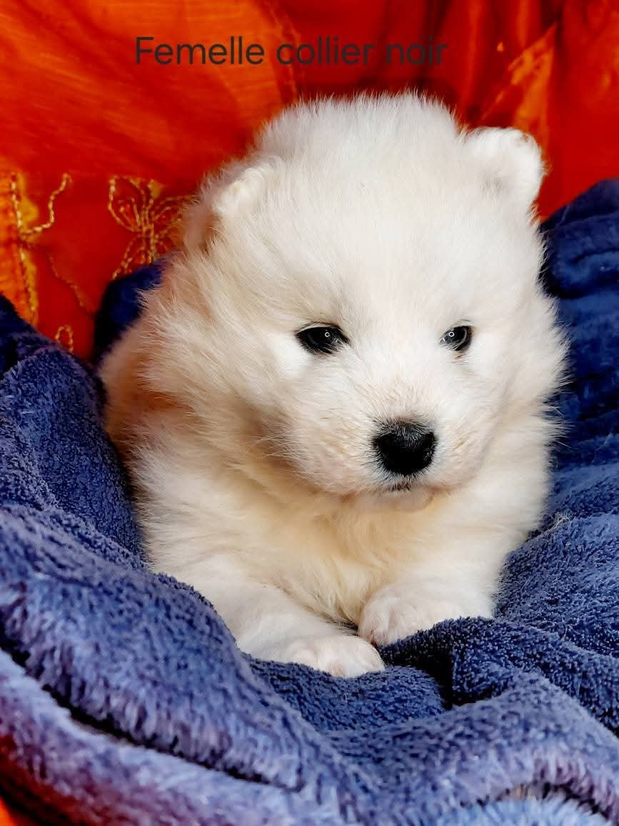 Of Moonlight's Rhapsody - Chiots disponibles - Samoyède