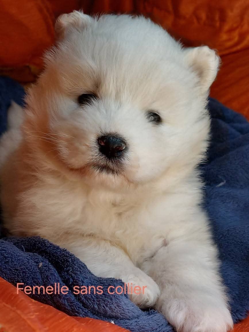 Of Moonlight's Rhapsody - Chiots disponibles - Samoyède